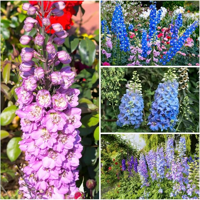 Delphinium Seeds 2000 Pcs - Mixed Colors, Tall, Heat & Drought Tolerant, Self-Seeding Perennial Wildflowers for Flower Arrangements & Pollinator Gardens