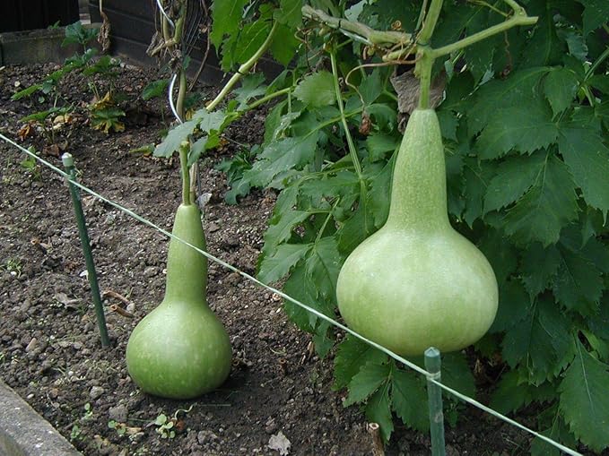 NIKA SEEDS - Seeds Vegetable Calabash Bottle Gourd Green (Lagenaria) - 10 Seeds