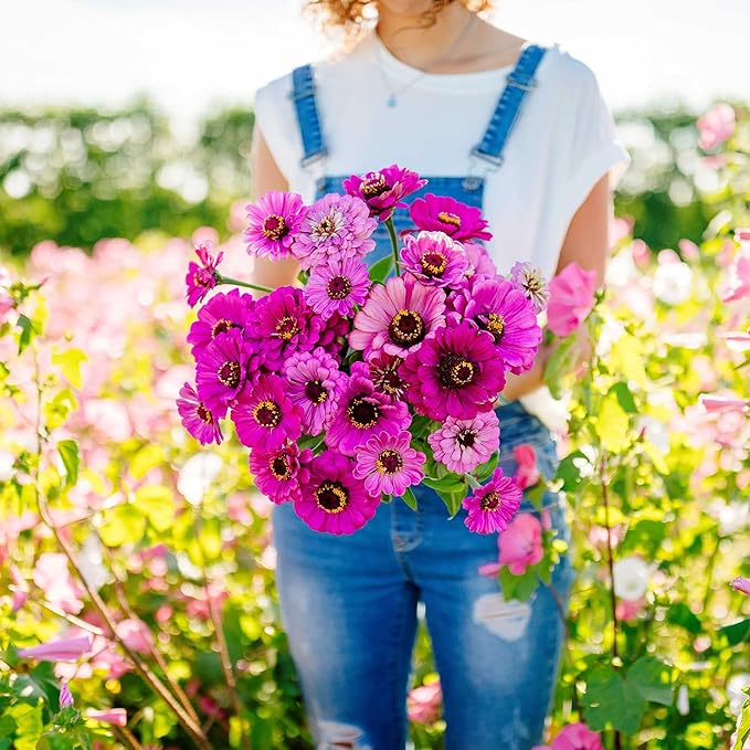 Eden Brothers Zinnia Seeds - Dream, Non-GMO Seeds for Planting, Packet | Low-Maintenance Flower Seeds, Plant During Spring, Zones 3, 4, 5, 6, 7, 8, 9, 10