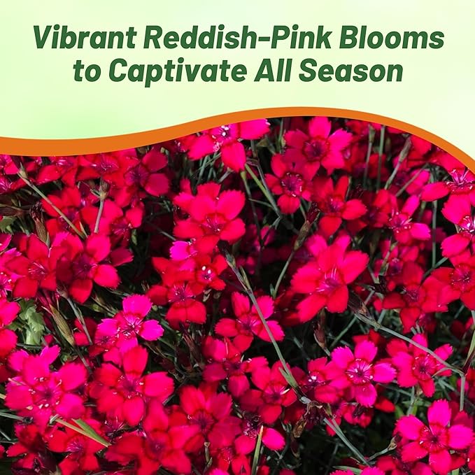 Outsidepride Deltoides Maiden Pink Dianthus Seeds for Planting - 5000 Pcs Easy to Grow Hardy Perennial Flower Seeds with Colorful & Fragrant Blooms for Mixed Plantings, Containers & Pollinator Gardens