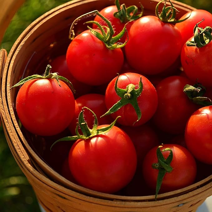 Tommy Toe Tomato - 50 Seeds - Rare Heirloom Cherry Tomato, Open-Pollinated Variety, Non-GMO Large Red Cherry Tomato Seeds for Planting in The Home Garden, Thresh Seed Company