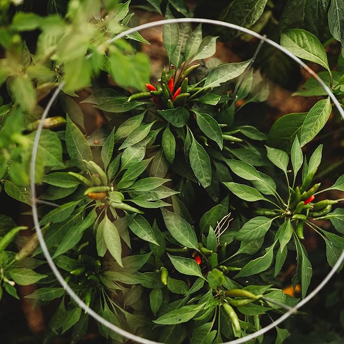 Santaka Pepper - 25 Seeds - Non-GMO, Heirloom Japanese Pepper, Produces Clusters of Tabasco Peppers, Heirloom Hot Pepper Seeds for Planting in The Home Garden, Thresh Seed Company