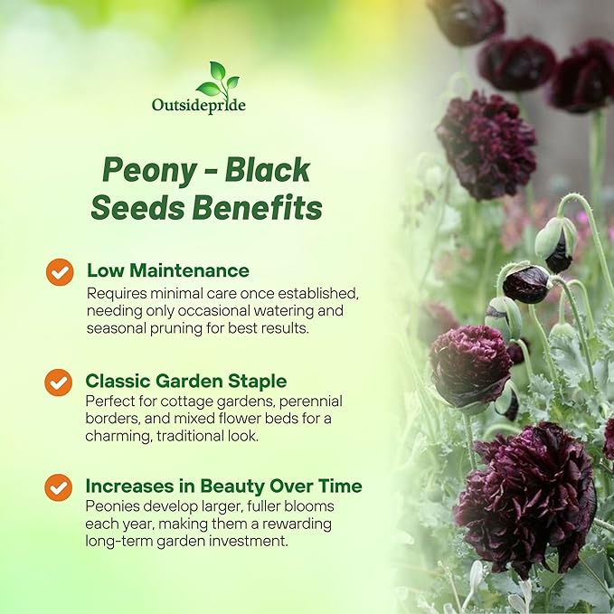 Outsidepride Peony Black Poppy Seeds for Planting - 10,000 Pcs Annual, Drought-Tolerant & Easy to Grow Wildflower Seeds with Vibrant Dark Burgandy Blooms for Landscaping, & Pollinator Garden