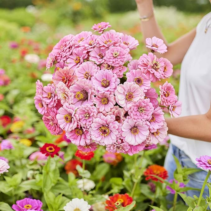 Eden Brothers Zinnia Seeds - Miss Willmott, Non-GMO Seeds for Planting, 1 oz | Low-Maintenance Flower Seeds, Plant During Spring, Zones 3, 4, 5, 6, 7, 8, 9, 10