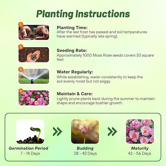 Outsidepride Peppermint Moss Rose Seeds - 250 Pcs Annual, Drought & Heat Tolerant, Pollinator Friendly Ground Cover Seeds for Planting w/Vibrant Blooms & Succulent Foliage, Ideal for Xeriscaping