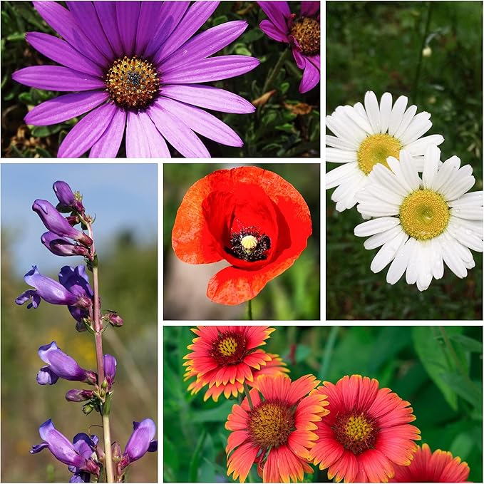 Wildflower Seeds - Drought-Tolerant Mix, 2 oz (80,000+ Seeds) – 20 Non-GMO Varieties – Dryland Wildflower Blend for Pollinators and Low-Water Gardens