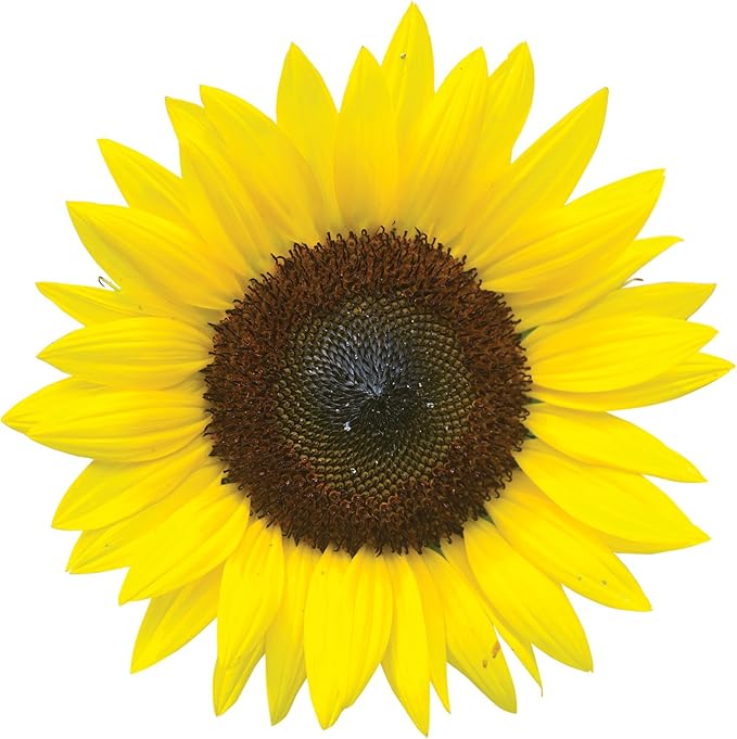 Burpee Jua Maya Hybrid Sunflower Seeds 45 seeds