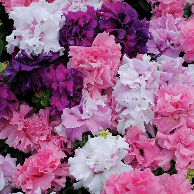 300+ Double Petunia Seeds for Planting Non-GMO Heirloom Dwarf Wave Petunia Flower Seeds for Planting Home Garden