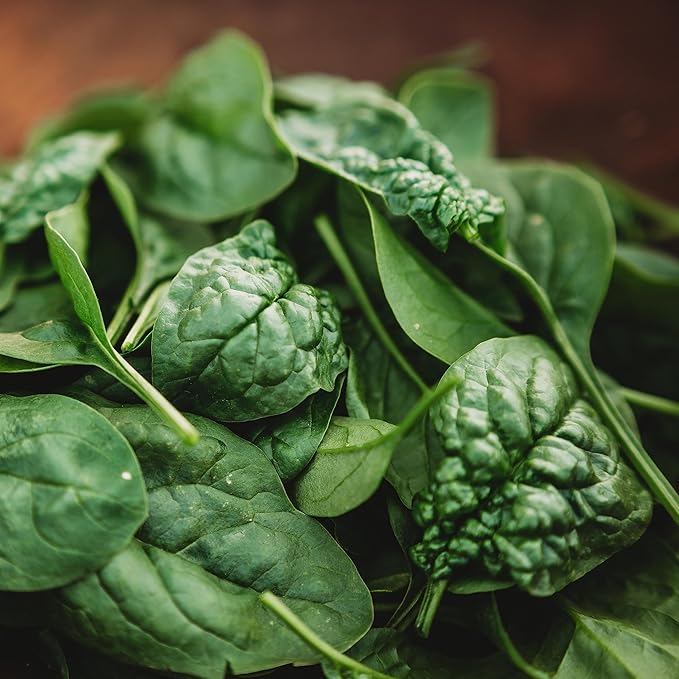 Bloomsdale Longstanding Spinach - 250 Seeds - Heirloom & Open-Pollinated, Easy-to-Grow Leafy Greens, Non-GMO Vegetable Seeds for Planting Indoors/Outdoors in Containers/Garden, Thresh Seed Company