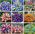 Hosta Seeds 110+ Mixed, Shade-Resistant Perennial Plants, Unique Leaf Color Combinations, Perfect for Garden Borders, Flower Beds & Containers, Easy Grow, Extremely Hardy