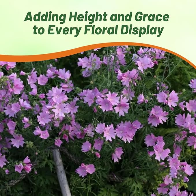 Outsidepride Rosea Musk Mallow Hollyhock Seeds - 2,000 Pcs Perennial, Long-Blooming, Heat & Drought Tolerant Flower Seeds with Tall, Shrubby Blooms for Cottage Gardens & Cut Flowers