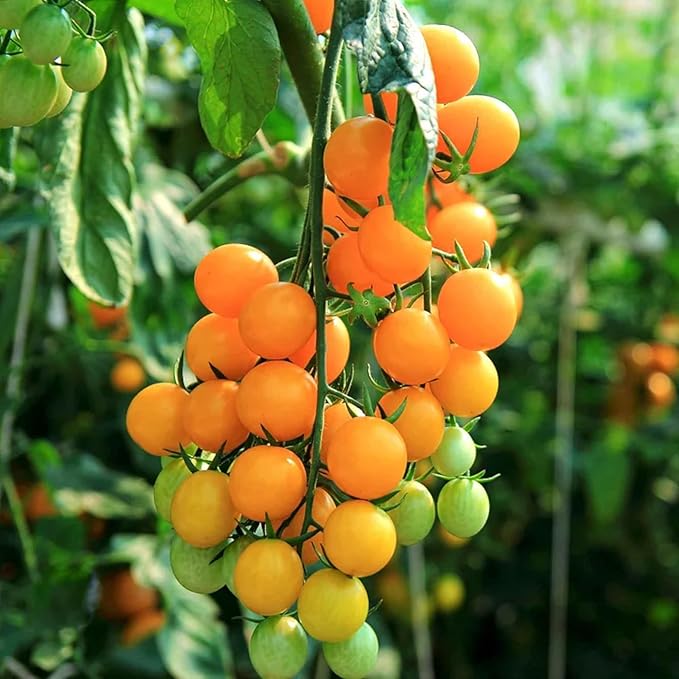 ZEshops100pcs Patio Choice Yellow Cherry Tomato Seeds - Heirloom, Non-GMO, Super Sweet Variety - Complete Guide Included for Home Gardens, Ideal Gardening Gift (Yellow Cherry Tomato Seeds)