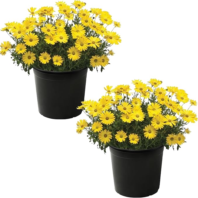 Live Flowering Osteospermum Plant - Yellow (2 Plants Per Pack), Beautiful African Daisies, Early Spring Color, 12" Tall by 5" Wide in 1 Qt Pot
