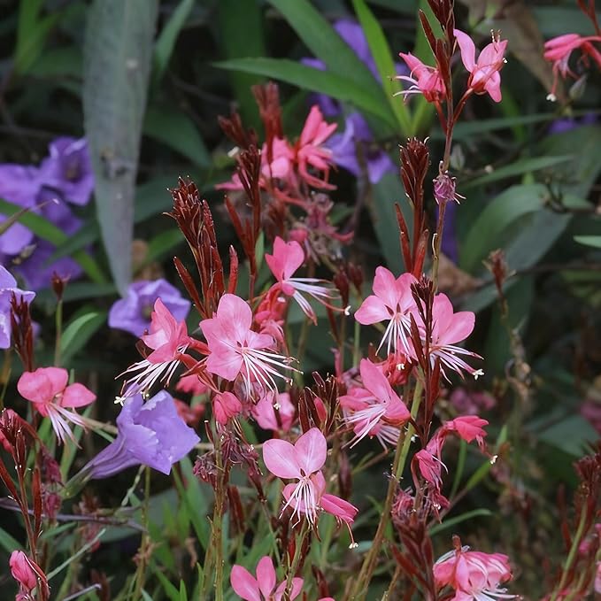 300+ Gaura Flower Seeds for Planting, Mixed Color Gaura Seed, Perennial Flower Plants, Non-GMO Heirloom Gaura Seeds for Outdoor Garden