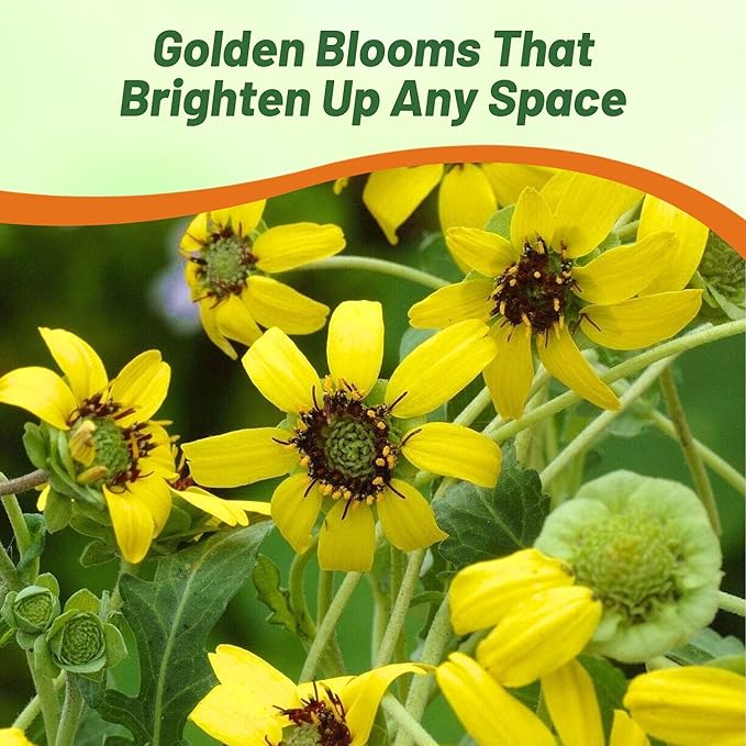 Outsidepride Chocolate Flower Scented Daisy Seeds for Planting – 50 Pcs. Perennial Wildflower Seeds, Low Maintenance, Highly Adaptable, Fragrant Flowers for Gardens