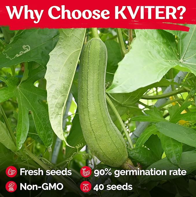 KVITER 40 Luffa Seeds (Luffa Aegyptiaca) – Loofa, Loofah Sponge Gourd Heirloom Seeds, Ideal Non GMO & Organic Natural Sponge – Loofah Seed for Planting from USA to Grow in Your Home Vegetable Garden