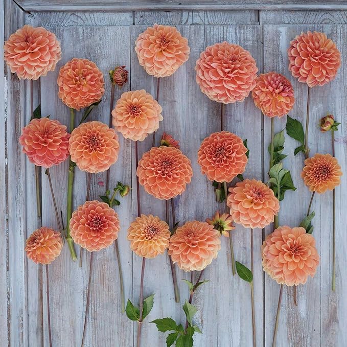 Eden Brothers Dahlia Bulbs (Decorative) - Apricona