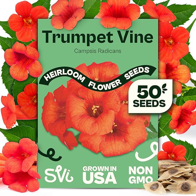 SVI 50 Red Trumpet Vine Seeds for Planting (Campsis radicans) – Trumpet Creeper Seed Packets, Hummingbird Flowers – Heirloom Flower Seeds to Plant Outside - Fences, Trellises, Outdoor Garden