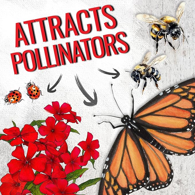 Seed Needs Phlox Seeds for Planting Red Drummond Phlox - Heirloom & Open Pollinated Annual Flowers to Attract Butterflies & Bees to a Butterfly Garden (5 Packs)