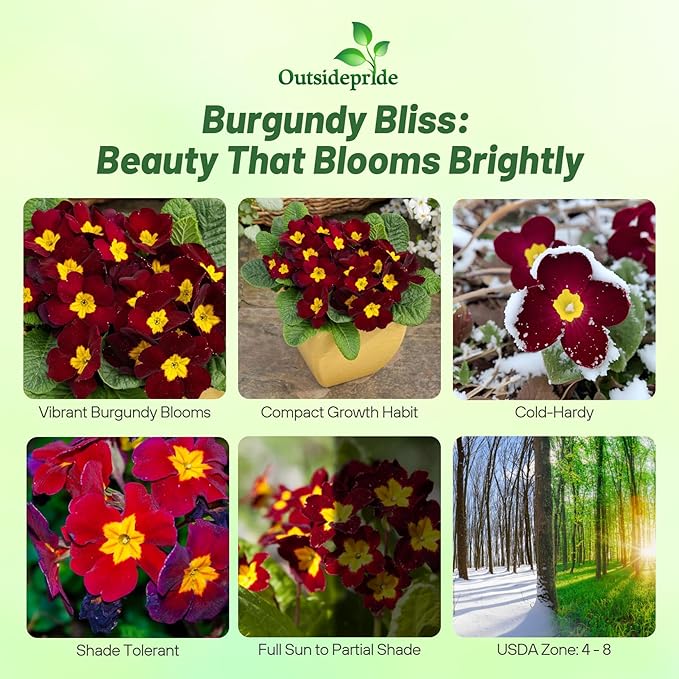 Outsidepride Danessa Burgundy Common Primrose Seeds - 50 Pcs Annual, Hardy, Easy to Grow & Low Maintenance Flower Seeds for Planting Vibrant Soft Blooms, for Containers, Borders & Erosion Control
