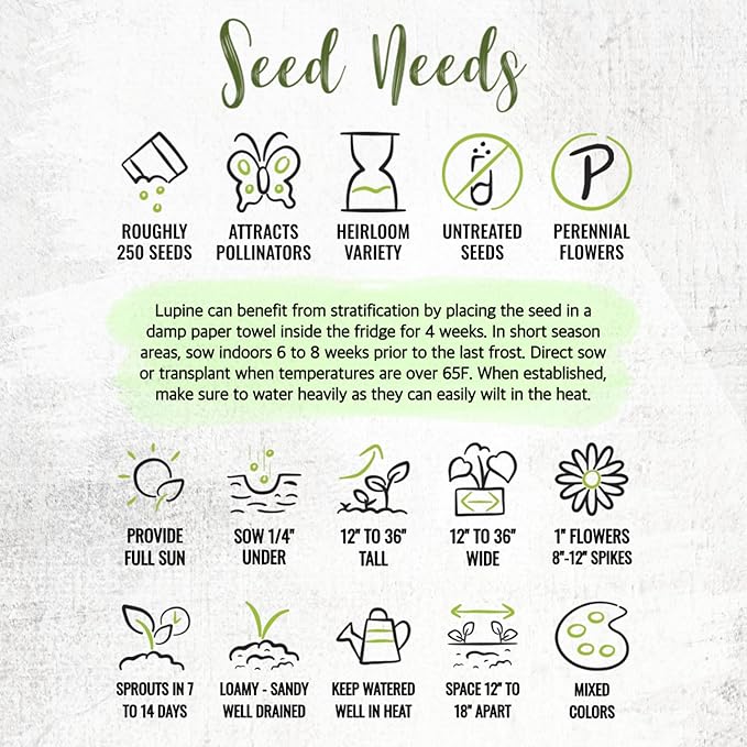 Seed Needs Lupine Seeds for Planting Russells Blend - Heirloom & Open Pollinated Multicolor Flowers to Attract Pollinators to a Butterfly Garden - Red, Purple, Blue, Yellow, White & More (1 Pack)
