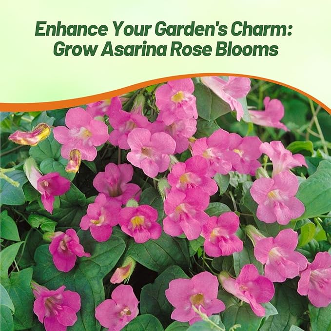 Outsidepride Rose Asarina Climbing Snapdragon Seeds - 100 Pcs Perennial Flower Seeds for Planting, Easy to Grow Climbing Vines w/Attractive Flowers for Containers, Trellises, & Ground Cover