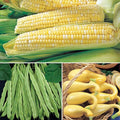 Park Seed 3 Sisters Collection – Grow Corn, Beans & Squash Together for Mutual Support, Includes Ambrosia Corn, Algarve Climbing Beans & Organic Crookneck Squash – Pack of 320 Seeds