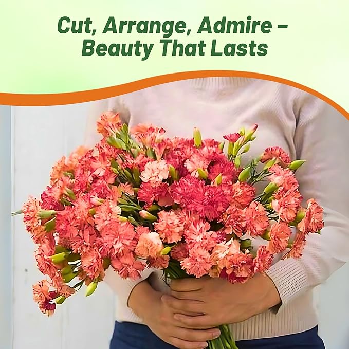 Outsidepride Avranchin Red Carnation Seeds - 2000 Pcs Perennial, Easy to Grow Flower Seeds for Planting with Fragrant Blooms, Ideal for Pollinators, Cutting Gardens, Bouquets, & Floral Arrangements