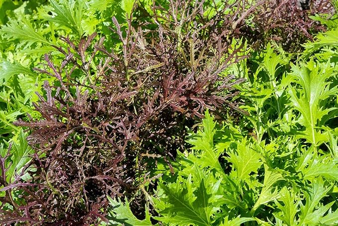 Seeds Mizuna Mix Lettuce Salad (Japanese Cabbage) Water Microgreen Heirloom Vegetable Non GMO