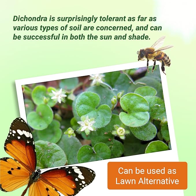 Outsidepride Perennial Dichondra Repens Seeds - 1 lb Dense Green, Low-Maintenance Ground Cover Seeds for Planting, Ideal Lawn Alternative in Sun or Shady Areas & Erosion Control in USDA Zones 8-11