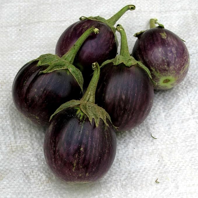 Organic Purple Thai Round Eggplant 0.25 Oz ~1,699 Seeds – Non-GMO, Open-Pollinated – High Starch for Milling & Livestock Feed – Drought-Tolerant – High Yield – Ideal for Farms & Homesteads