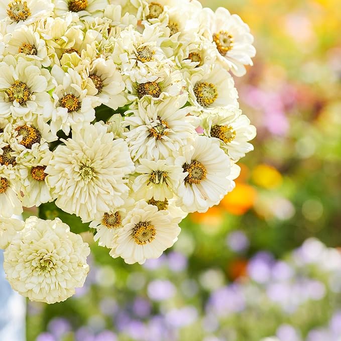 Eden Brothers Zinnia Seeds - Cactus Snowman, Non-GMO Seeds for Planting, 1 oz | Low-Maintenance Flower Seeds, Plant During Spring, Zones 3, 4, 5, 6, 7, 8, 9, 10