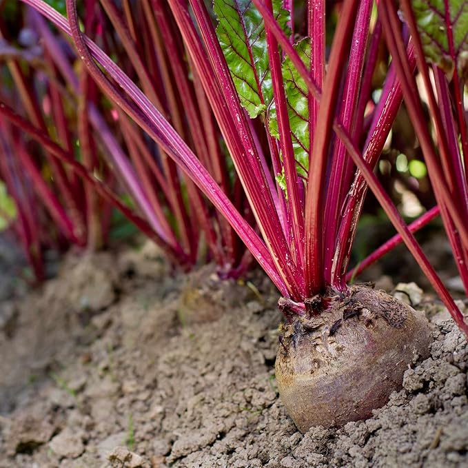 Early Wonder Tall Top Beet Seeds - 4 Oz - Non-GMO, Heirloom - Vegetable Garden, Microgreens, Root Crops