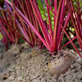 Early Wonder Tall Top Beet Seeds - 4 Oz - Non-GMO, Heirloom - Vegetable Garden, Microgreens, Root Crops