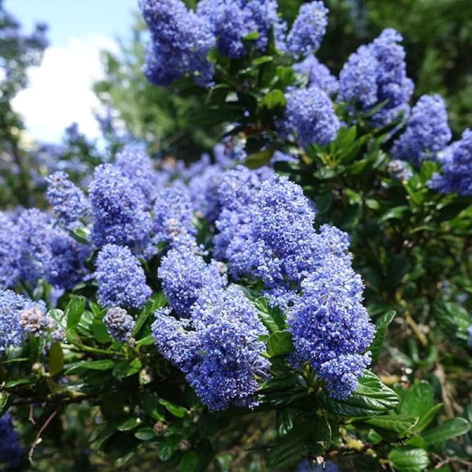 Mixed Lilac Seeds for Planting - 200 Non-GMO Miniature Lilac Bushes Ready to Plant Fragrant Flowers Perennial Bush Plants