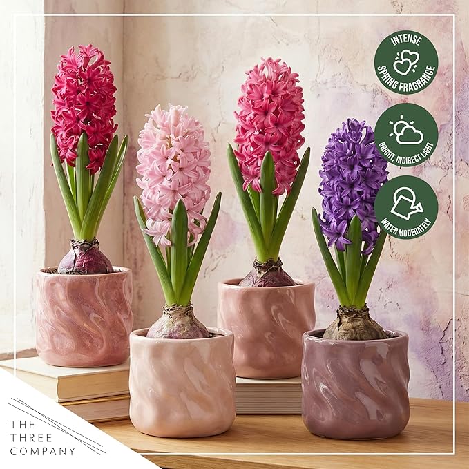 Live Flowering Hyacinth (4 Per Pack) - Grower's Choice Assorted Colors, Beautiful Spring Bulbs, Ships Dormant in a 1 Pint Pot, Blooms in 2-3 Weeks