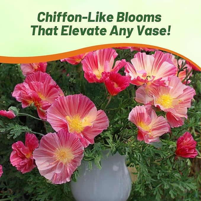 Outsidepride California Rose Chiffon Poppy Seeds for Planting - 200 Pcs Annual, Drought-Tolerant & Easy to Grow Wildflower Seeds with Vibrant Pink Blooms for Landscaping, & Pollinator Garden