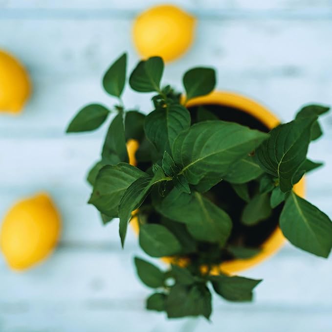 Lemon Basil - 250 Seeds - Heirloom & Open-Pollinated Variety, Non-GMO Culinary Herb Seeds for Planting, Grow Kitchen Herbs Indoors or Outdoors in Containers or The Home Garden, Thresh Seed Company