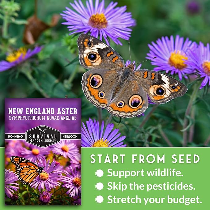 Survival Garden Seeds - New England Aster Seeds for Planting | Native Purple Perennial Wildflower | Butterfly Magnet | 1 Pack