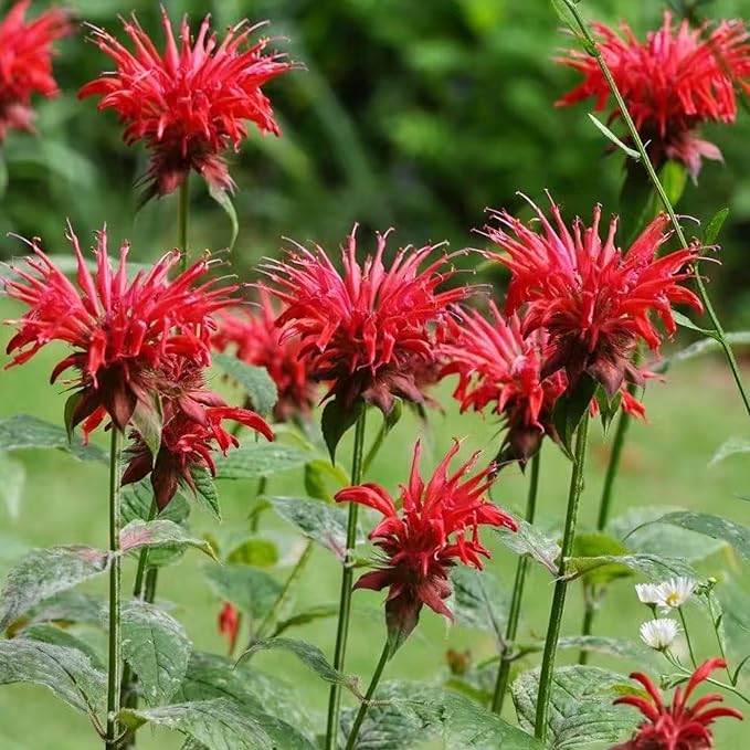 500 Bee Balm Flower Seeds – Bright Red Perennial Blooms for Pollinator-Friendly Gardens