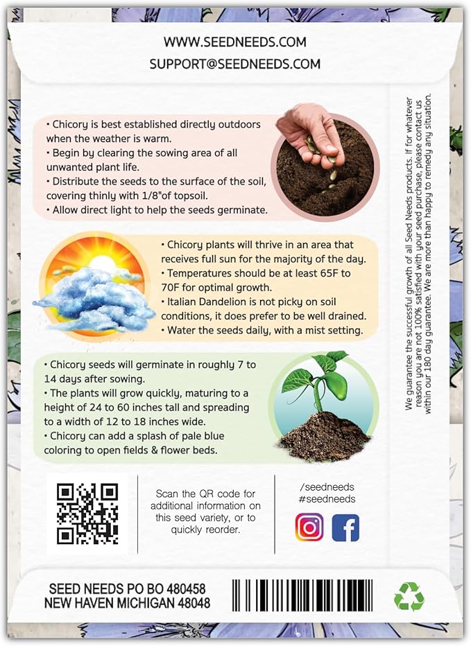 Seed Needs Chicory Seeds for Planting Cichorium intybus - Heirloom & Open Pollinated Wildflowers to Grow a Butterfly Garden that Attracts Butterflies, Bees & Other Pollinators (1 Pack)