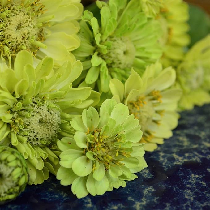 Green Envy Zinnia - 50 Seeds - Heirloom Green Zinnia Variety, Attracts Bees & Butterflies, Pollinator-Friendly, Non-GMO Flower Seeds for Planting Outdoors in The Home Garden, Thresh Seed Company