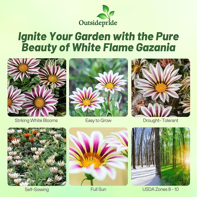 Outsidepride White Flame Gazania Seeds for Planting – 25 Pcs Perennial, Low-Maintenance, Drought-Tolerant Ground Cover Seeds for Vibrant Summer & Fall Flowers, Great for Outdoor Gardens