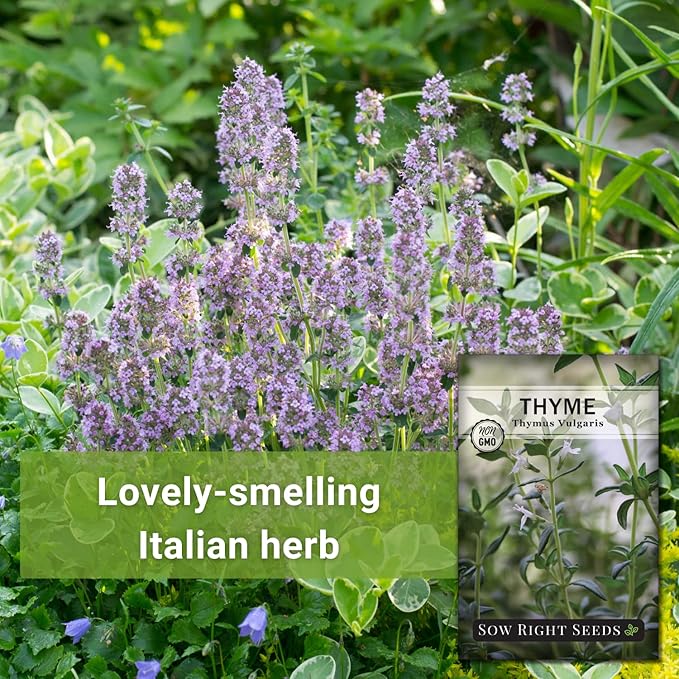 Sow Right Seeds - Thyme Seed for Planting - Non-GMO Heirloom Packet with Instructions for Easy Planting Your Kitchen Herb Garden - Indoor or Outdoor - Great for Hydroponics Growing - Culinary Herb (1)