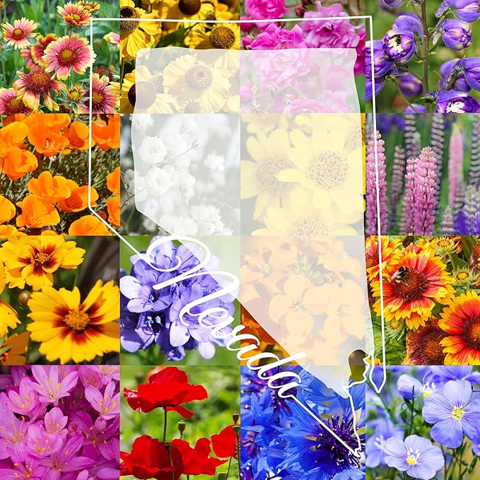 Northern Nevada Wildflower Seed Mix, 1 lb Covers 3,200 sq ft, Multi-Color Blooms, Spring and Fall Planting (1/4 Pound)