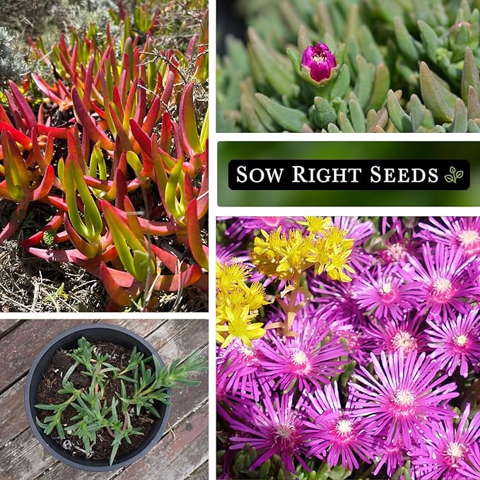 Sow Right Seeds - Ice Plant Flower Seeds for Planting - Non-Invasive Livingstone Daisy, Succulent Like Leaves - Beautiful Flowers to Plant in Your Garden - Non-GMO Heirloom Packet (1)