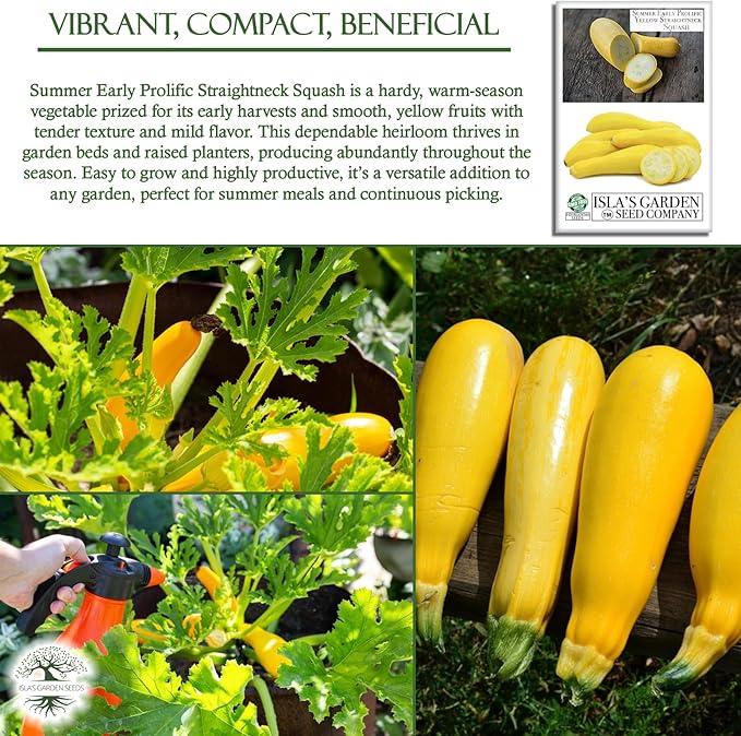 Early Prolific Straightneck Squash Seeds – 50+ Non-GMO & Heirloom Vegetable Seeds, Cucurbita Pepo, Fast Growing Yellow Summer Squash, High Yield for Containers & Gardens, Gift Idea by Isla’s Garden