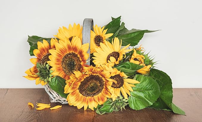 Sunflower Mix Seeds for Planting - 50 Heirloom Non GMO Autumn Beauty Flower Seeds Plant & Grow Home Outdoor Annual Garden - 1 Packet