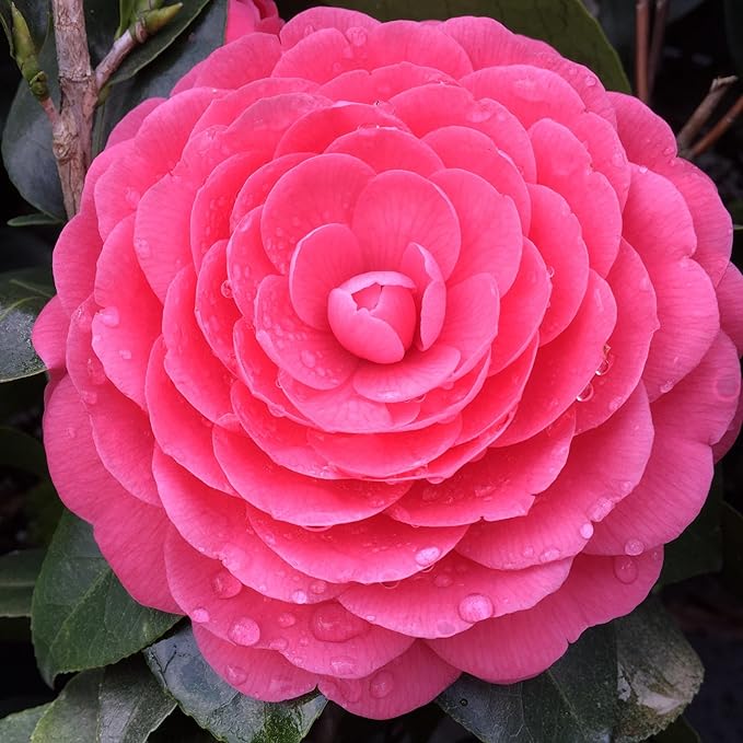 20+ Mixed Camellia Seeds for Planting-Camellia Shrub Impatiens Balsamina Flower Seeds Plants in Potted Balcony Low-Maintenance