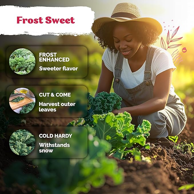 KVITER 600 Vates Blue Scotch Curled Kale (Brassica oleracea VAR. Acephala) Seeds – Cold-Hardy Leafy Green for Gardens and Beds – Nutrient Rich, Frilly Leaves, Excellent for Cooking